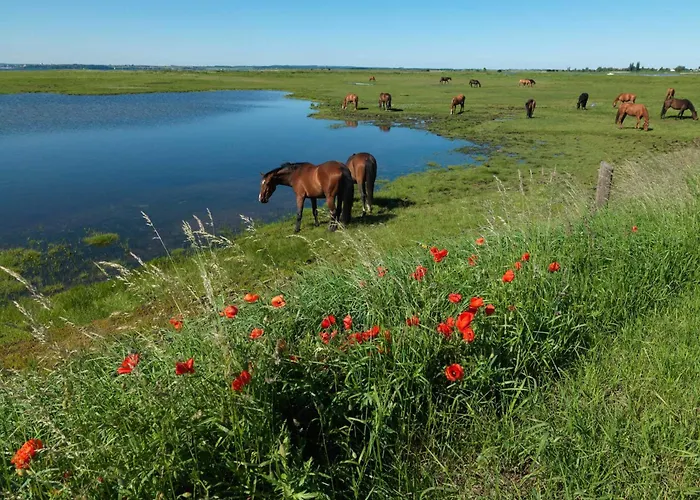 Pusteblume * Gollwitz